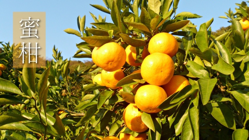 【御濱町】一年四季都是「蜜柑」的產季